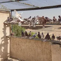 کبوتر پرشی