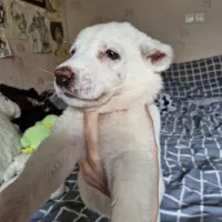 توله آلابای