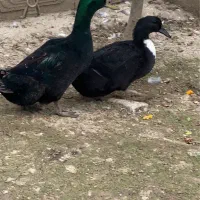 اردک روئن و کایوگا بیگ سایز و مسکویی طوسی دودی|حیوانات مزرعه|قائم‌شهر, |دیوار