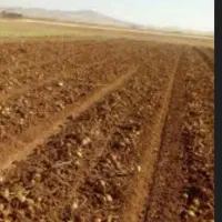 مزرعه-8هکتاری-در-مود-بیرجند