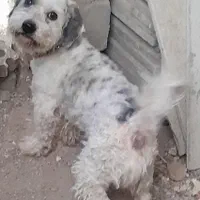 یک قلاده سگ شیتزو نر باهوش تربیت شده