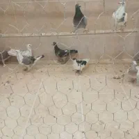 کبوتر|پرنده|رباط‌کریم, رباط‌کریم|دیوار