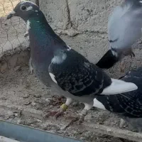 یک کبوترگمشده هر کس پیدا کند خریدارم