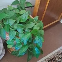 گل طبیعی|گل و گیاه طبیعی|گناباد, |دیوار