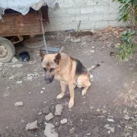 یه سگ ژرمن نر باهوش و حرف گوش کن|سگ|لاهیجان, بازکیاگوراب|دیوار