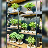 بونسای مصنوعی گل هدیه و رومیزی