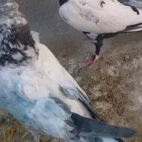 کبوتر گمشده عکسش ندارم