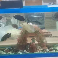 ماهی آکواریوم|ماهی|قم, انسجام|دیوار