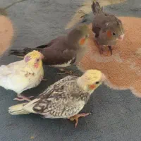 جوجه سی روزه|پرنده|تهران, شهرک دانشگاه|دیوار