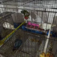 چهارعددطوطک دوتاش بچه هاشن چهارتاهم تخم گذاشتن|پرنده|مرند, |دیوار