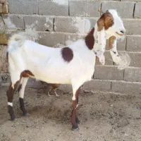 بز پاکستانی