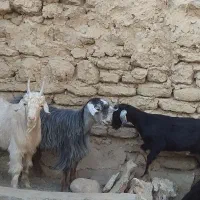 فروش سه عدد بز|حیوانات مزرعه|سمنان, |دیوار