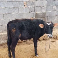 گوساله جنس خوب|حیوانات مزرعه|ایذه, |دیوار