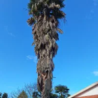 درخت نخل ۱۰ متری تنه دار