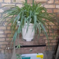 گل گندمی|گل و گیاه طبیعی|مشهد, ایثارگران|دیوار