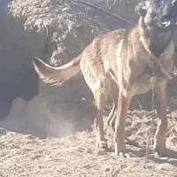 سگ ژرمن مواد مخدر|سگ|زنجان, |دیوار