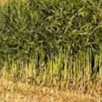 ذزت علوفه ای برای دام
