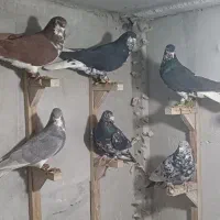 شهری|پرنده|شیراز, شاپورجان|دیوار