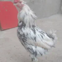 کفتر خروس