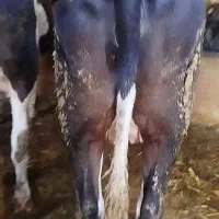 5راس گاو قسر