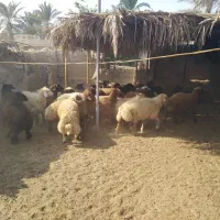 بره چاق|حیوانات مزرعه|برازجان, |دیوار