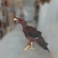 لاری|حیوانات مزرعه|تهران, طیب|دیوار