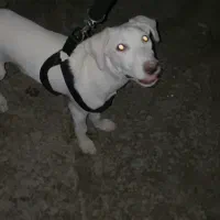 سگ گم شده|حیوانات|اهواز, شهرک اکباتان|دیوار