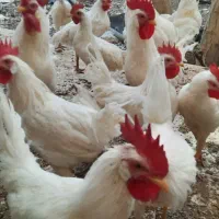 خروس|حیوانات مزرعه|بروجن, |دیوار