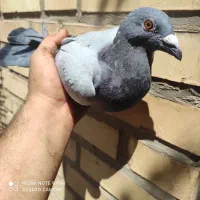 نرپلاکی|پرنده|باوی, |دیوار