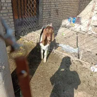 بز افغانی|حیوانات مزرعه|شوشتر, |دیوار