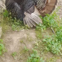 بغلمون نر بالغ