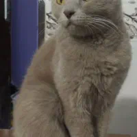 گربه|گربه|مشهد, سیس‌آباد|دیوار