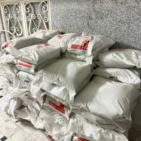 خاک گربه