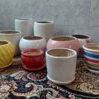 گلدان|گل و گیاه طبیعی|شیراز, شهرک کوشکک|دیوار