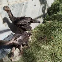 جوجه لاری اصیل|حیوانات مزرعه|باغستان, |دیوار