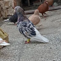 کبوتر هفت رنگ دمسفید|پرنده|تربتحیدریه, آبشار|دیوار
