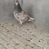 سرور دم سفید