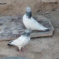 اهواز|پرنده|اهواز, عین ۲|دیوار