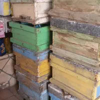 کندو زنبور عسل