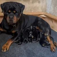 واگذاری سگ توله روتوایلر اصیل نگهبان|سگ|کرمان, |دیوار