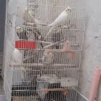 عروس هلندی|پرنده|پاکدشت, حصار امیر|دیوار