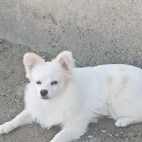 فروش فوری|سگ|رودان, |دیوار