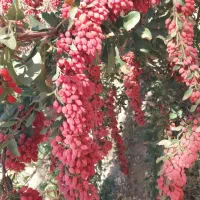 زرشک تازه وشاخ روخریداریم