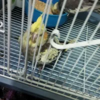 طوطی عروس|پرنده|قزوین, |دیوار