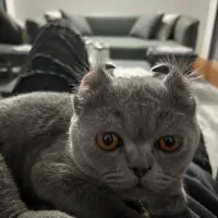 گربه بریتیش نه ماهه