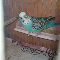 مرغ عشق .نر آبی
