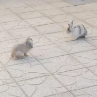 خرگوش لوپ|موش و خرگوش|قهدریجان, |دیوار