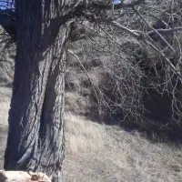 خریددرخت ازباغ