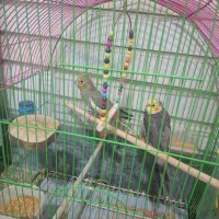 عروس هلندی