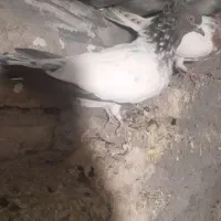 کبوتر|پرنده|بافت, |دیوار